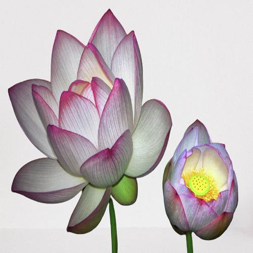 Sacred Lotus, Nelumbo Nucifera - www.Greenie.ae Buy online Best and Healthy Plants and quality products guarantee in Dubai Plants Shop in Dubai Abu Dhabi all over UAE Plants near me Fresh Plants in Dubai where to buy plants in UAE - Greenie.ae