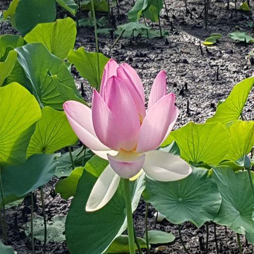 Sacred Lotus, Nelumbo Nucifera - www.Greenie.ae Buy online Best and Healthy Plants and quality products guarantee in Dubai Plants Shop in Dubai Abu Dhabi all over UAE Plants near me Fresh Plants in Dubai where to buy plants in UAE - Greenie.ae