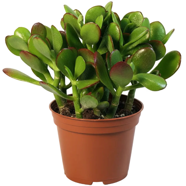 Money Tree, Crassula ovata, Dollar Plant, Jade Plant, Jade Tree - www.Greenie.ae Buy online Best and Healthy Plants and quality products guarantee in Dubai Plants Shop in Dubai Abu Dhabi all over UAE Plants near me Fresh Plants in Dubai where to buy plants in UAE - Greenie.ae