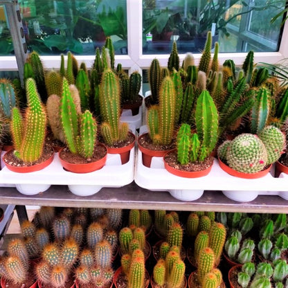 Ornamental Cactus - www.Greenie.ae Buy online Best and Healthy Plants and quality products guarantee in Dubai Plants Shop in Dubai Abu Dhabi all over UAE Plants near me Fresh Plants in Dubai where to buy plants in UAE - Greenie.ae