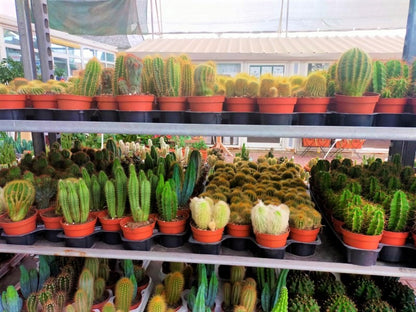 Ornamental Cactus - www.Greenie.ae Buy online Best and Healthy Plants and quality products guarantee in Dubai Plants Shop in Dubai Abu Dhabi all over UAE Plants near me Fresh Plants in Dubai where to buy plants in UAE - Greenie.ae