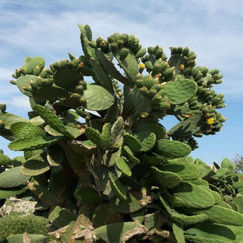 Opuntia Ficus Indica, Barbary Fig, Indian Fig - www.Greenie.ae Buy online Best and Healthy Plants and quality products guarantee in Dubai Plants Shop in Dubai Abu Dhabi all over UAE Plants near me Fresh Plants in Dubai where to buy plants in UAE - Greenie.ae