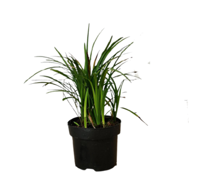 Liriope Muscari, Lilyturf - www.Greenie.ae Buy online Best and Healthy Plants and quality products guarantee in Dubai Plants Shop in Dubai Abu Dhabi all over UAE Plants near me Fresh Plants in Dubai where to buy plants in UAE - Greenie.ae