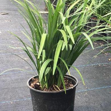 Liriope Muscari, Lilyturf - www.Greenie.ae Buy online Best and Healthy Plants and quality products guarantee in Dubai Plants Shop in Dubai Abu Dhabi all over UAE Plants near me Fresh Plants in Dubai where to buy plants in UAE - Greenie.ae