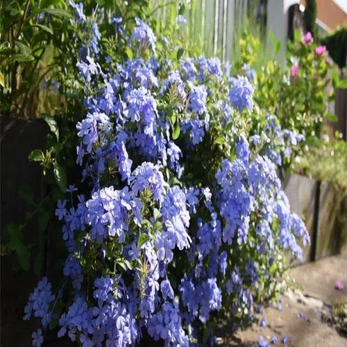 Plumbago Capensis, The Blue Plumbago - www.Greenie.ae Buy online Best and Healthy Plants and quality products guarantee in Dubai Plants Shop in Dubai Abu Dhabi all over UAE Plants near me Fresh Plants in Dubai where to buy plants in UAE - Greenie.ae