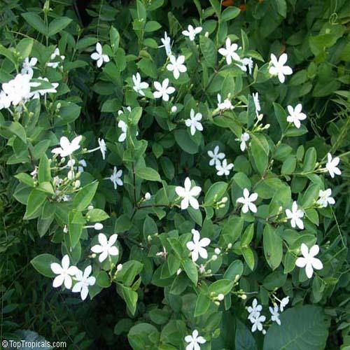Wrightia Milky Way - www.Greenie.ae Buy online Best and Healthy Plants and quality products guarantee in Dubai Plants Shop in Dubai Abu Dhabi all over UAE Plants near me Fresh Plants in Dubai where to buy plants in UAE - Greenie.ae