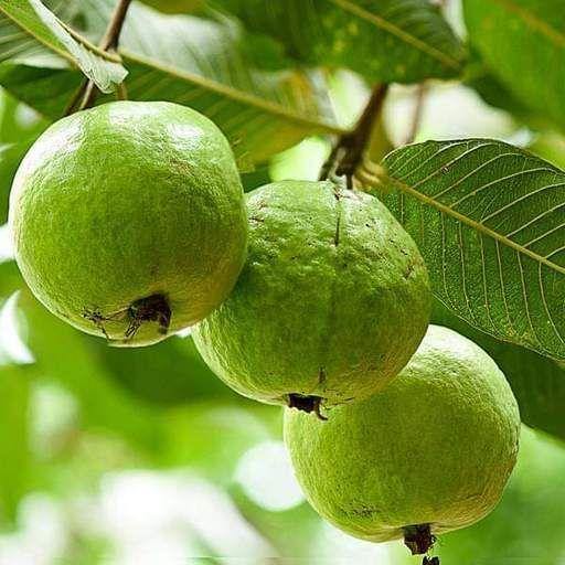 Guava Tree, Psidium Guajava - www.Greenie.ae Buy online Best and Healthy Plants and quality products guarantee in Dubai Plants Shop in Dubai Abu Dhabi all over UAE Plants near me Fresh Plants in Dubai where to buy plants in UAE - Greenie.ae