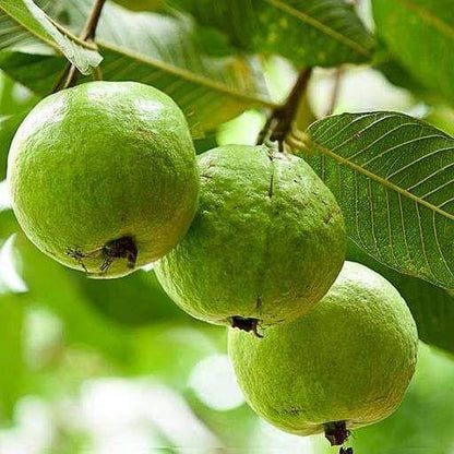 Guava Tree, Psidium Guajava - www.Greenie.ae Buy online Best and Healthy Plants and quality products guarantee in Dubai Plants Shop in Dubai Abu Dhabi all over UAE Plants near me Fresh Plants in Dubai where to buy plants in UAE - Greenie.ae