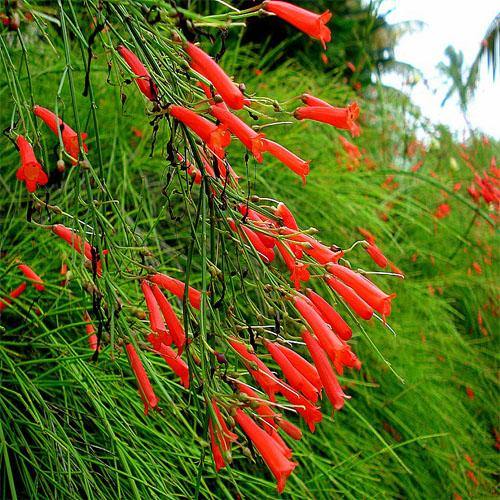 Russelia Equisetiformis, Coral Plant, Firecracker Plant - www.Greenie.ae Buy online Best and Healthy Plants and quality products guarantee in Dubai Plants Shop in Dubai Abu Dhabi all over UAE Plants near me Fresh Plants in Dubai where to buy plants in UAE - Greenie.ae