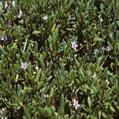 Sesuvium Portulacastrum (small) - www.Greenie.ae Buy online Best and Healthy Plants and quality products guarantee in Dubai Plants Shop in Dubai Abu Dhabi all over UAE Plants near me Fresh Plants in Dubai where to buy plants in UAE - Greenie.ae
