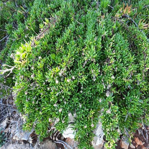 Sesuvium Portulacastrum (small) - www.Greenie.ae Buy online Best and Healthy Plants and quality products guarantee in Dubai Plants Shop in Dubai Abu Dhabi all over UAE Plants near me Fresh Plants in Dubai where to buy plants in UAE - Greenie.ae