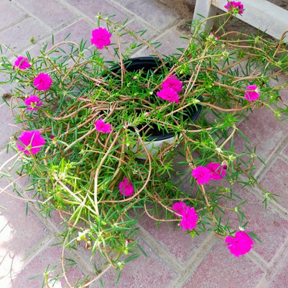 Rose Moss, Portulaca Grandiflora - www.Greenie.ae Buy online Best and Healthy Plants and quality products guarantee in Dubai Plants Shop in Dubai Abu Dhabi all over UAE Plants near me Fresh Plants in Dubai where to buy plants in UAE - Greenie.ae