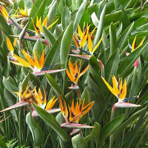 Bird of Paradise, Strelitzia Reginae, outdoor - www.Greenie.ae Buy online Best and Healthy Plants and quality products guarantee in Dubai Plants Shop in Dubai Abu Dhabi all over UAE Plants near me Fresh Plants in Dubai where to buy plants in UAE - Greenie.ae