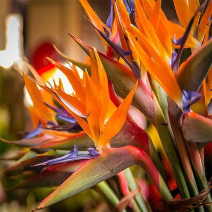 Bird of Paradise, Strelitzia Reginae, outdoor - www.Greenie.ae Buy online Best and Healthy Plants and quality products guarantee in Dubai Plants Shop in Dubai Abu Dhabi all over UAE Plants near me Fresh Plants in Dubai where to buy plants in UAE - Greenie.ae