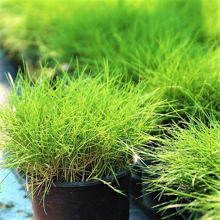 Zoysia Japonica, Korean Lawn Grass - www.Greenie.ae Buy online Best and Healthy Plants and quality products guarantee in Dubai Plants Shop in Dubai Abu Dhabi all over UAE Plants near me Fresh Plants in Dubai where to buy plants in UAE - Greenie.ae