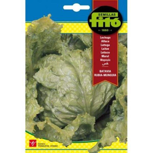 Lettuce Batavia Rubia Munguia Seeds - www.Greenie.ae Buy online Best and Healthy Plants and quality products guarantee in Dubai Plants Shop in Dubai Abu Dhabi all over UAE Plants near me Fresh Plants in Dubai where to buy plants in UAE - Greenie.ae