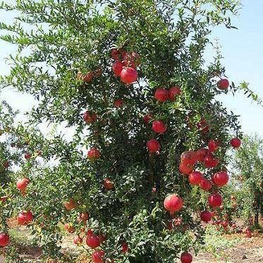 Pomegranate Tree, Punica Granatum - www.Greenie.ae Buy online Best and Healthy Plants and quality products guarantee in Dubai Plants Shop in Dubai Abu Dhabi all over UAE Plants near me Fresh Plants in Dubai where to buy plants in UAE - Greenie.ae
