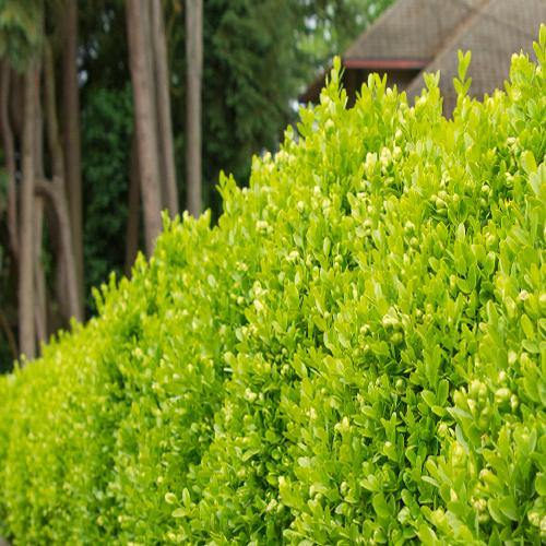 Dodonaea Viscosa, Hopbush - www.Greenie.ae Buy online Best and Healthy Plants and quality products guarantee in Dubai Plants Shop in Dubai Abu Dhabi all over UAE Plants near me Fresh Plants in Dubai where to buy plants in UAE - Greenie.ae
